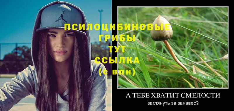 где можно купить наркотик  Татарск  kraken вход  Псилоцибиновые грибы Psilocybine cubensis 